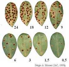 Comparação de CNNs para Doenças em Plantas